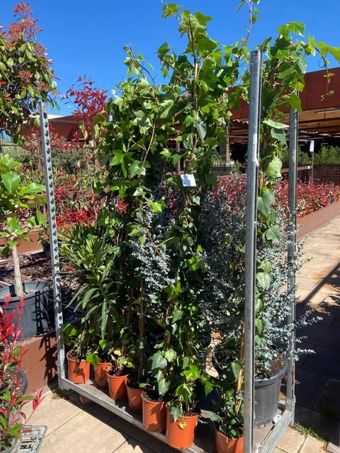 Trepadoras guiadas en enrejado para formar una pantalla vegetal